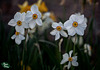 246/366: Red-Frilled Daffodils with Yellow Cups and White Petals