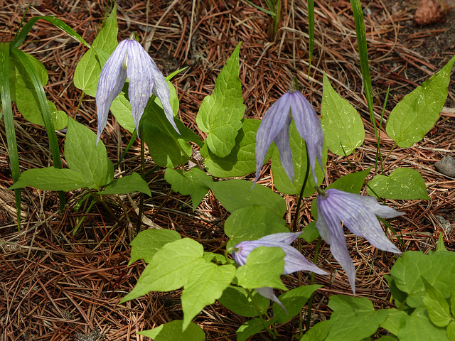 Wild Blue Clematis