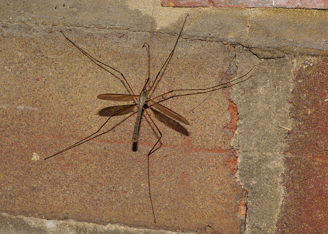 Cranefly IMG_7903