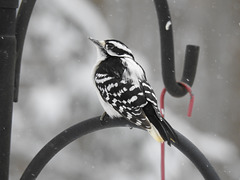 Downy Woodpecker