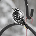 Downy Woodpecker