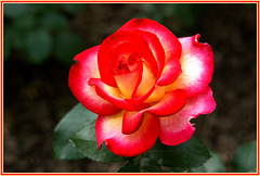 Rose de mon jardin,Rose of my garden
