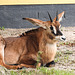 20190907 6009CPw [D~HRO] Antilope, Zoo, Rostock