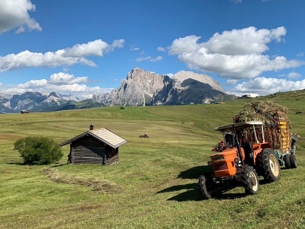 l'odore del fieno