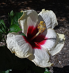 in der Abendsonne in der Abendsonne