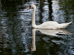 floating swan