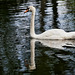 floating swan