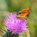 Small and Large Skippers on thistle