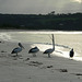 pelicans on Kangaroo island