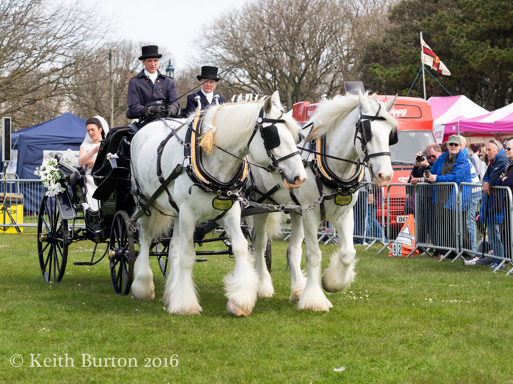 Working and Heavy Horse Show