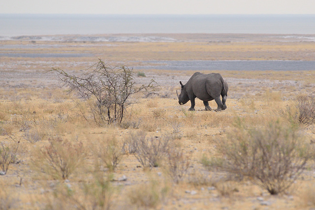 Rhinocéros (noir?)