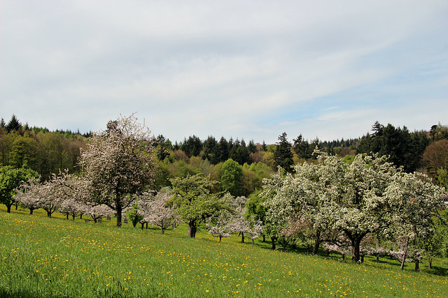 Umgebung des Kohlhofes