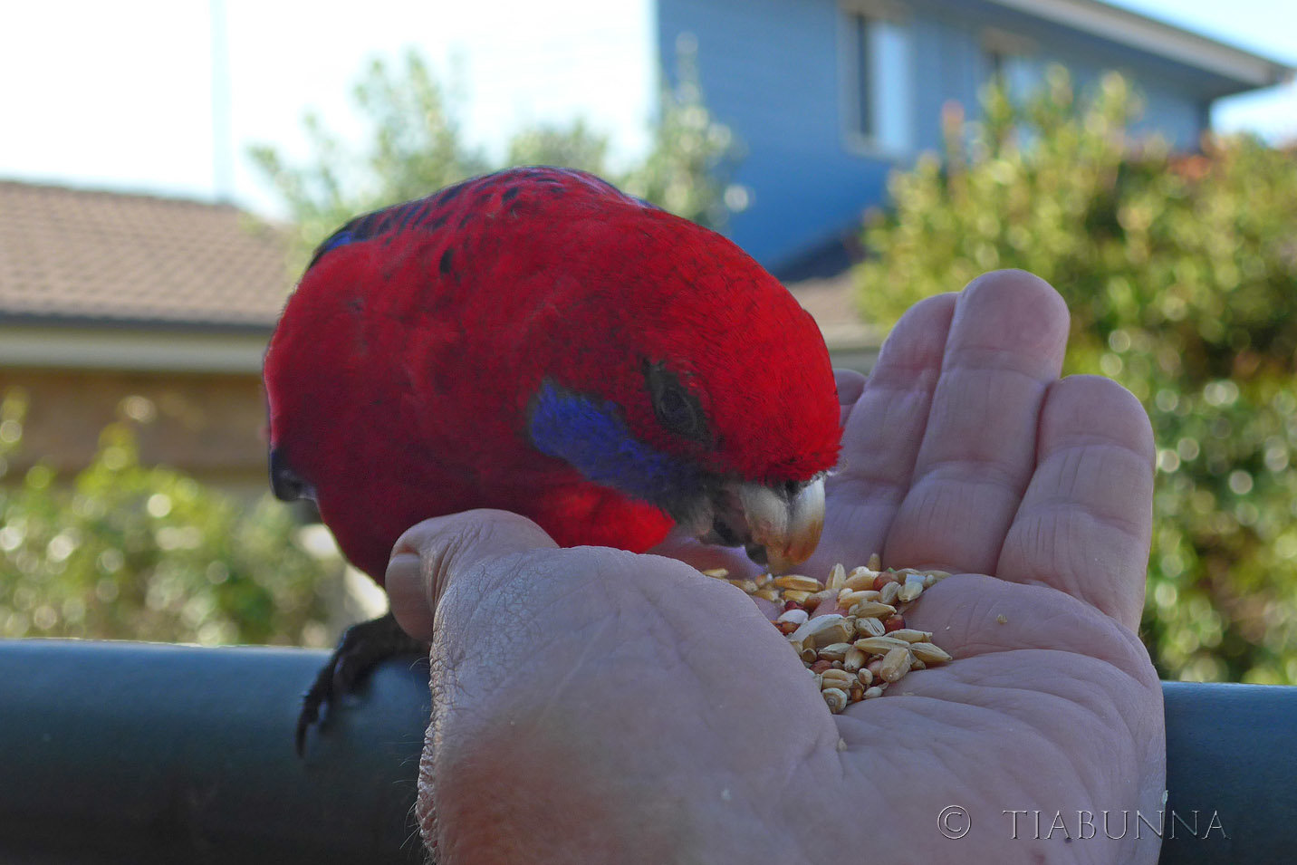 Feeding Fred