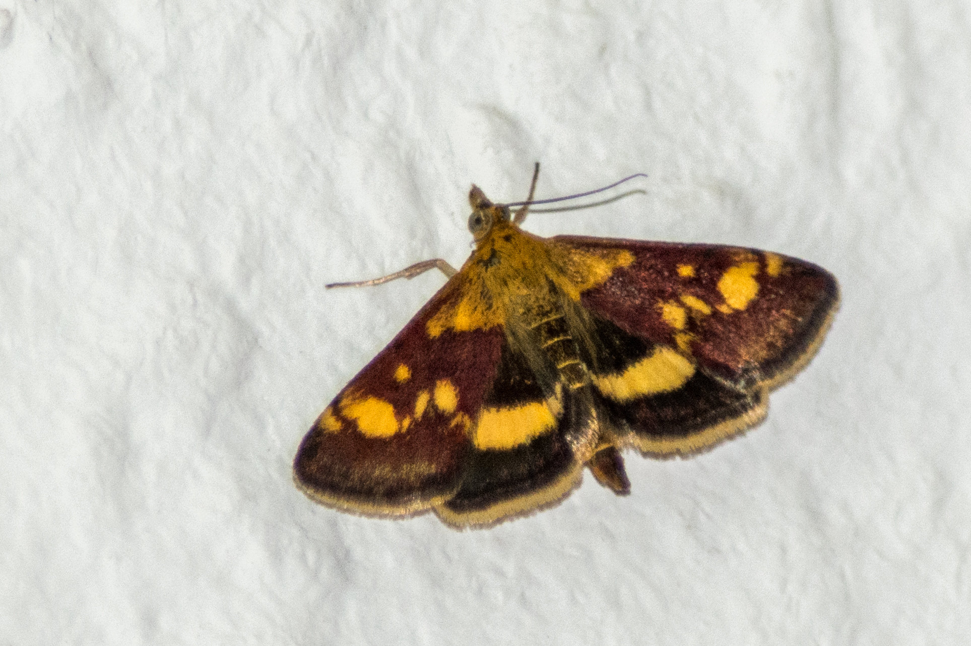 Goldzünsler (Pyrausta aurata)