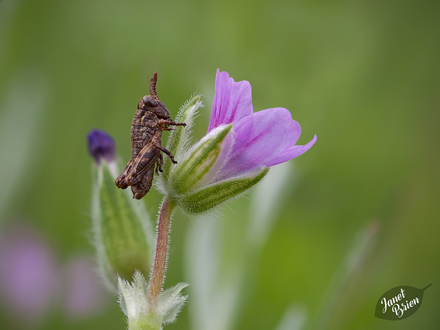 Baby Grasshopper the Size of a Grain of Rice