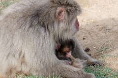 Iwatayama, la montagne aux singes (11)