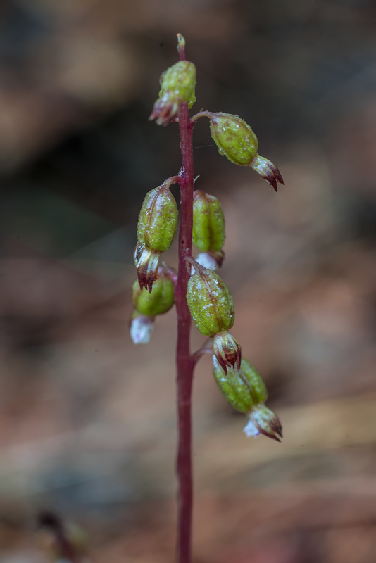 Corallorhiza odontorhiza (Autumn Coral Root orchid)