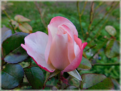 Rose du jardin