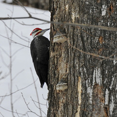 Pileated Woodpecker