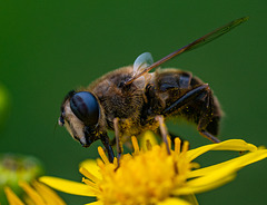 Hover fly