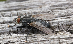 FlyIMG 6212