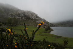 Ulex europaeus, Picos de Europa, Lago Enol