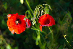 Poppies on a Roadside Verge