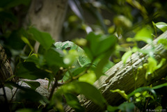 scharf beobachtete Beobachter im Zoo Zürich  (© Buelipix)