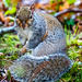 Grey squirrel