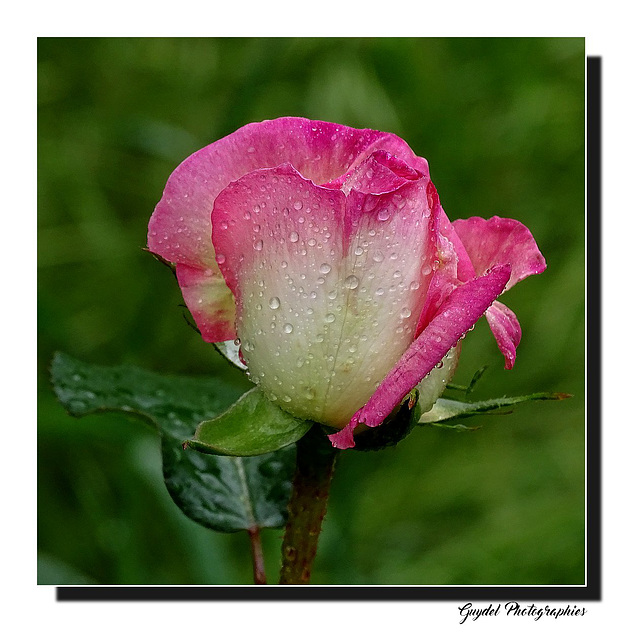 Pluie et Vent ...