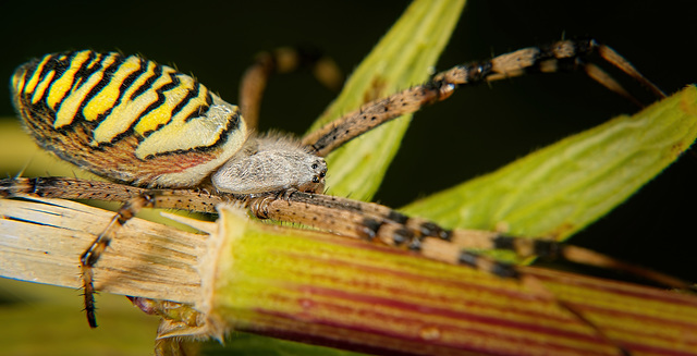 Die Wespenspinne (Argiope bruennichi) hat sich aus ihren Spinnennetz getraut :))  The wasp spider (Argiope bruennichi) dared to get out of its spider web :))  L'araignée guêpe (Argiope bruennichi) a o