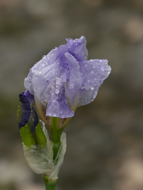 20240511 -13 Fleurs Blandas -  Lavogne Blandas - Rando Pic Anjeau (17)