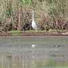 Great egret