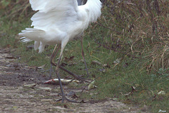 il provoque et l'aigrette laisse tomber sa proie...