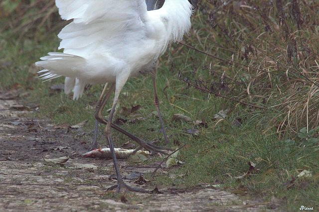 il provoque et l'aigrette laisse tomber sa proie...