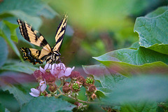 Yellow swallowtail butterfly