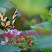 Yellow swallowtail butterfly