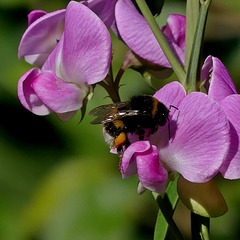 Dans mon jardin