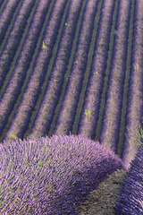 La Provence 1