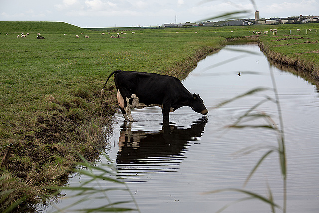 20140907 4772VRAw [NL] Kuh, Terschelling