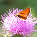 Small Skipper on thistle 1