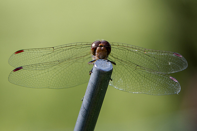 20150821 8550VRAw [D~RI] Große Heidelibelle (Sympetrum striolatum),  Rinteln