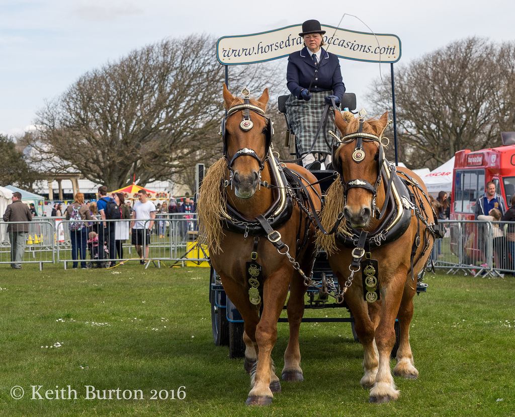 Working and Heavy Horse Show