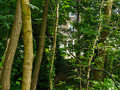 House through the trees