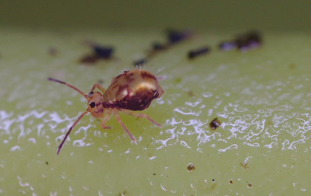 Springtail IMG_0352