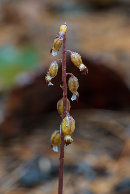 Corallorhiza odontorhiza (Autumn Coral Root orchid)