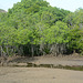 Indonesia, Nameless Creek and Jungle on the Island of Rinca