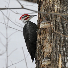 Pileated Woodpecker