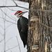 Pileated Woodpecker