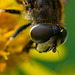 Hover fly close up
